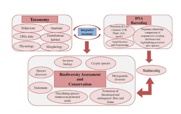 Taxonomic Coverage and Biological Diversity Taxonomic coverage refers to the proportion and breadth of biological diversity (species, genera, families across kingdoms) documented through identification efforts, critical for comprehensive biodiversity inventories.