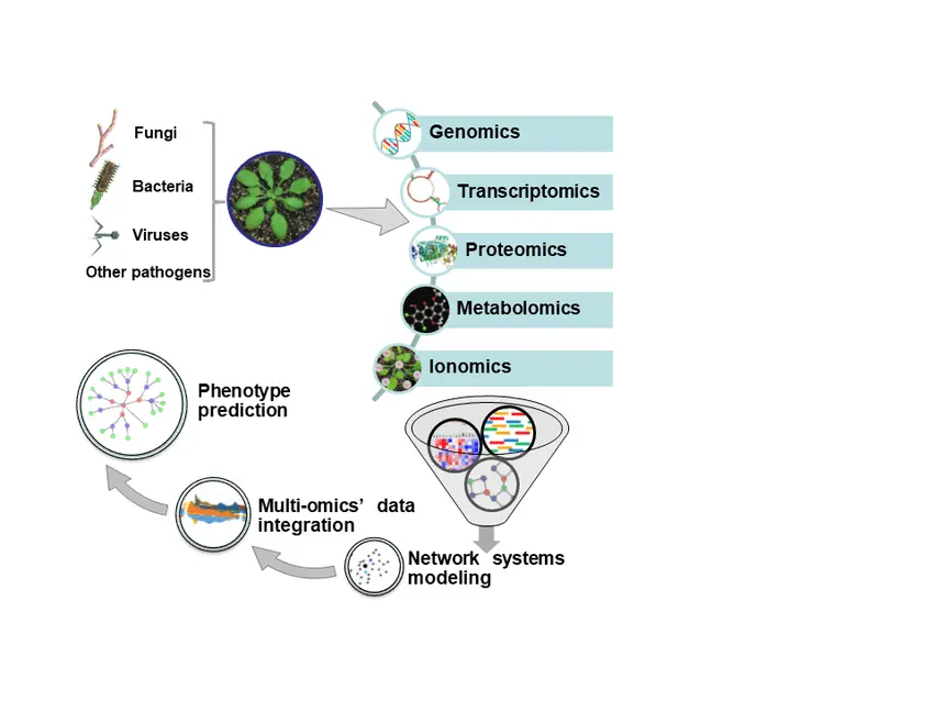 Multi-Omics Integration Multi-omics integration combines multiple layers of biological data genomics, transcriptomics, proteomics, metabolomics, and phenomics to achieve a more comprehensive and robust understanding of organism identity, function, and diversity. In the context of biological identification, multi-omics approaches move beyond single-marker or single-method analyses by integrating molecular signatures, phenotypic traits, and computational models. This integrative framework is particularly valuable for resolving cryptic species, complex microbial communities, and organisms with limited or ambiguous morphological characters.