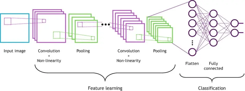 Convolutional Neural Networks Deep learning models, especially convolutional neural networks (CNNs), have demonstrated strong performance in image-based taxonomic classification. When trained on large, curated datasets such as community-contributed biodiversity image repositories (e.g. iNaturalist), CNNs can achieve high accuracy in higher level taxonomic identification. Image based CNN models have reported ~92% accuracy for insect family level identification under controlled evaluation conditions. These approaches are particularly valuable for rapid screening, citizen science validation, and prioritization of specimens for expert review. Morphological AI classification is most effective when combined with curated taxonomic frameworks and expert-validated reference data.