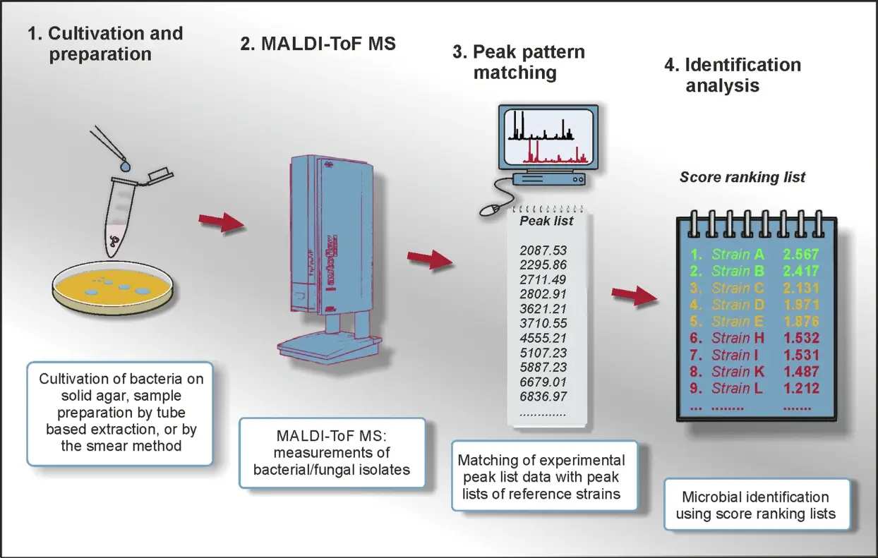 Protein Fingerprinting Using MALDI-TOF Mass Spectrometry Matrix-Assisted Laser Desorption/Ionization Time-of-Flight Mass Spectrometry (MALDI-TOF MS) provides a complementary, laboratory-based approach to organism identification through protein fingerprinting, particularly for microorganisms. Ribosomal protein spectral profiles enable rapid and reproducible identification of bacterial and fungal species. Commercial systems such as the Bruker Biotyper report ~97% species-level identification accuracy for many clinically and environmentally relevant taxa. MALDI-TOF MS has become a standard tool in microbiology laboratories due to its speed, scalability, and cost-effectiveness.