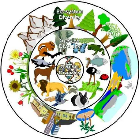 Biodiversity Biodiversity Biodiversity encompasses the variety of living organisms on Earth across three hierarchical levels: Genetic diversity (variation within species) Species diversity (variety between species) Ecosystem diversity (variety of habitats and ecological communities).