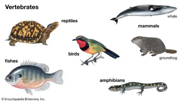Vertebrates fish (34K species), amphibians (8K), reptiles (11K), birds (11K), mammals (6.5K) constitute 3% of animal diversity (70K total species) but serve as flagship conservation species due to charisma, economic value, and ecosystem roles as predators/prey. Morphological identification integrates: fish (fins, scales, lateral line), amphibians (moist skin, larval gills), reptiles (scutes, amniotic egg), birds (feathers, beak types), mammals (fur, mammary glands). Behavioral traits (vocalizations, courtship displays) and geographic range refine field identification, while molecular data (cyt b, 12S rRNA) resolves cryptic complexes.