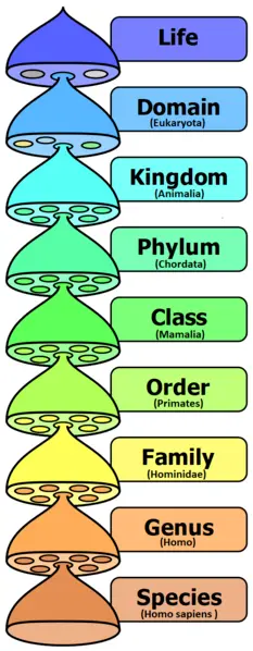 Taxonomic Hierarchy Main Levels of Taxonomic Hierarchy The hierarchy ranges from the broadest categories to the most specific: Domain – The highest level, distinguishing major cell types (e.g., Bacteria, Archaea, Eukarya). Kingdom – Groups organisms with similar cellular organization and fundamental traits (e.g., Animalia, Plantae, Fungi). Phylum – Groups organisms based on major body plans or structural features (e.g., Chordata for animals with a backbone). Class – Further divides phyla by shared characteristics (e.g., Mammalia for mammals). Order – Groups similar families together (e.g., Carnivora for meat-eating mammals). Family – Organisms with closely related genera (e.g., Felidae for cats). Genus – Groups closely related species (e.g., Panthera). Species – The most specific level, identifying individual organisms that can reproduce successfully (e.g., Panthera leo for the lion).