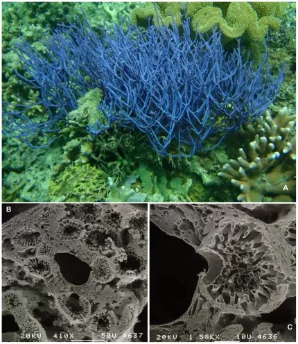 Hidden and Unusual Life Forms Sponges may look simple, but research shows astonishing diversity in their body structures and lifestyles. Some deep-sea species even capture small animals instead of filtering water a rare carnivorous mode among animals. Scientists use detailed skeletal features and DNA data to uncover these hidden species, demonstrating how much biodiversity remains to be discovered.