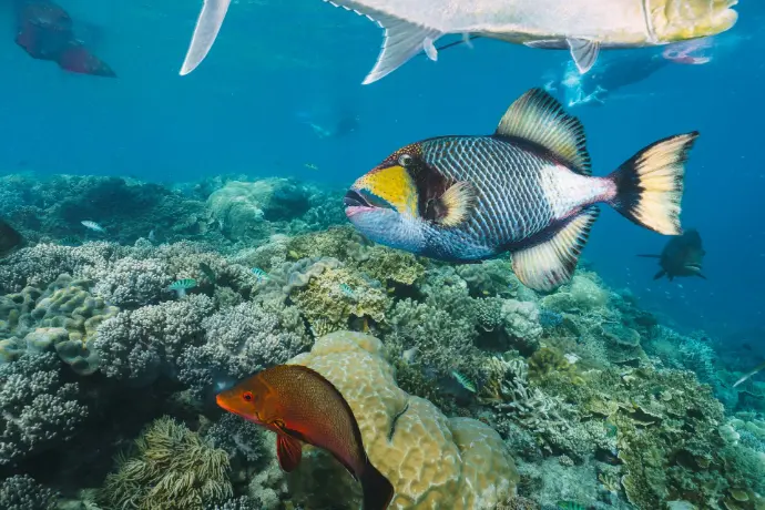 Accurate identification of organisms is fundamental to biological research, biodiversity assessment, ecology, conservation, and bioinformatics.