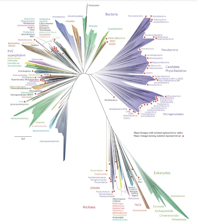 Tree of life IdentifyLife is a worldwide collaborative initiative dedicated to the identification and classification of living organisms. By indexing and providing access to identification keys, taxonomic literature, and biological resources from across the World Wide Web, IdentifyLife supports accurate, reproducible, and standardized organism identification across all domains of life.