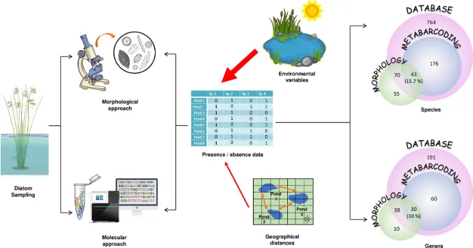 IdentifyLife supports integrative approaches to biological identification by connecting traditional morphology-based methods with modern molecular and computational concepts.  This includes:  Morphological identification keys  DNA barcoding and metabarcoding concepts  Phylogenetic and evolutionary context  AI assisted image based classification (e.g. CNN-based models)  By acknowledging multiple lines of evidence, IdentifyLife reflects modern taxonomic practice and helps users understand how different identification methods complement one another.