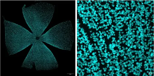 [RBPMS] Recombinant Guinea Pig RBPMS Antibody